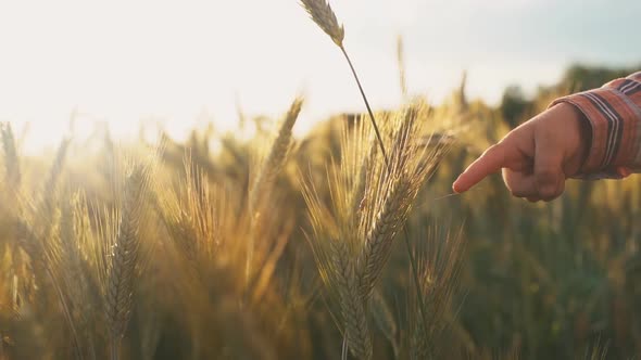 Little Kid's Hand Touches Wheat Spikelets on Gold Filed at Sunset