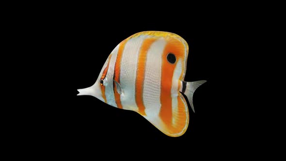 Butterfly Fish alt