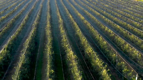 Apple plantation, orchard with anti hail net for protection from above, aerial shot, natural disaste