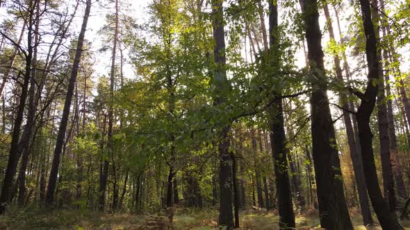 Trees in the Forest on an Autumn Day