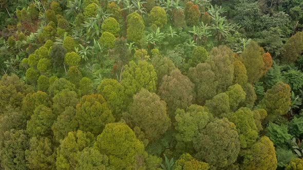 Flying Over Green Tropical Rainforest Jungle. Aerial Drone Birds Eye View Natural Footage Background