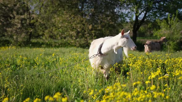 Mature Goat on Pasture at Sunny Summer Day