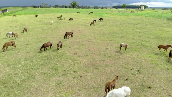 Horses on a summer pasture