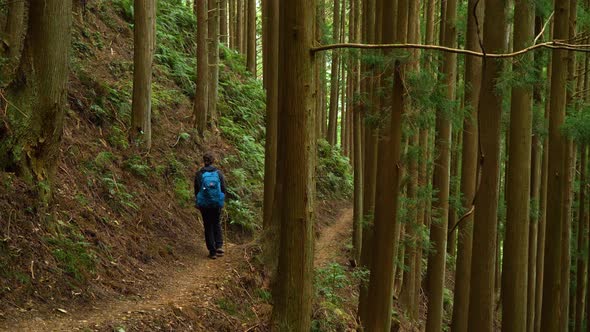 Static, hiker follows trail edged with pine forest and ferns, Kumano Kodo