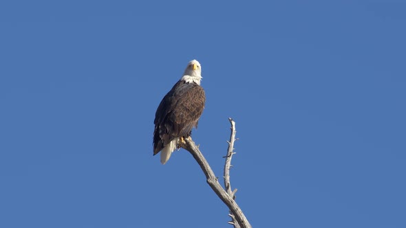 Bald Eagle in tree top looking around in the sunlight