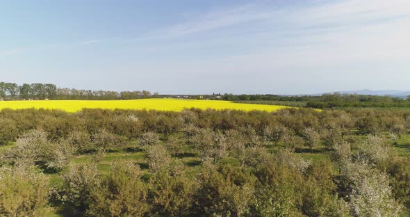 Apple Orchard in August Aerial Shoot