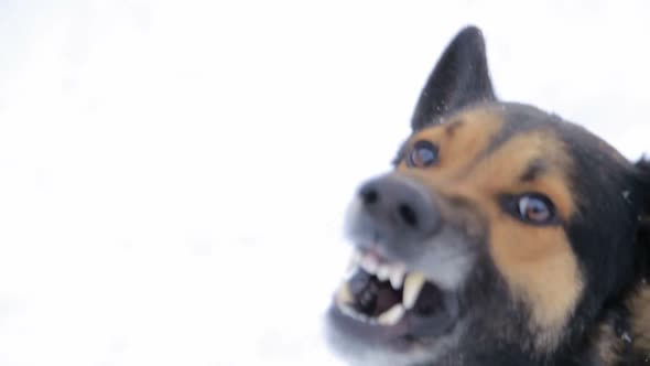 Evil dogBarking Enraged Angry Dog Outdoors