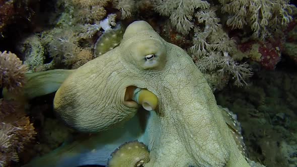 Reef octopus