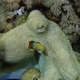 Reef octopus - VideoHive Item for Sale