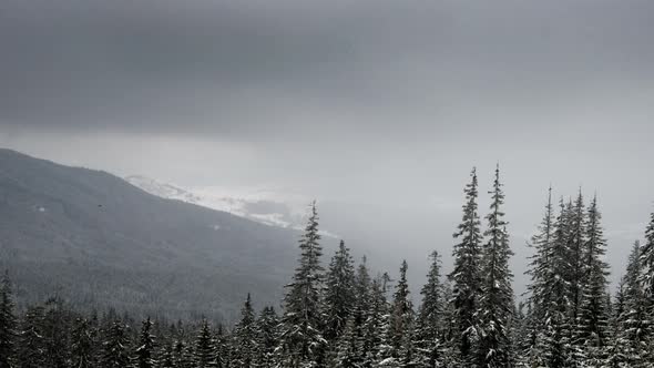 Wind Blows on Snowy Young Fir Trees