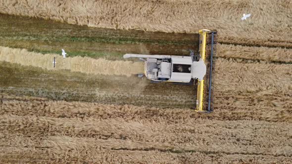 Top View Large Fields of Wheat Top View Drone Filming Harvest Season