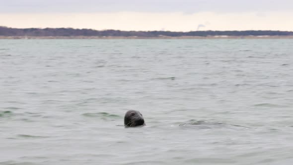 Seal swimming to partner while looking around, wintertime in Falsterbo, Skanör, Sweden