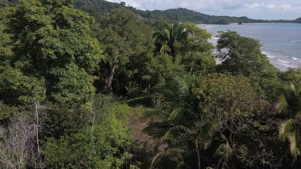 drone flight slowly flying over the green jungle of the costa rica shores near the pacific ocean
