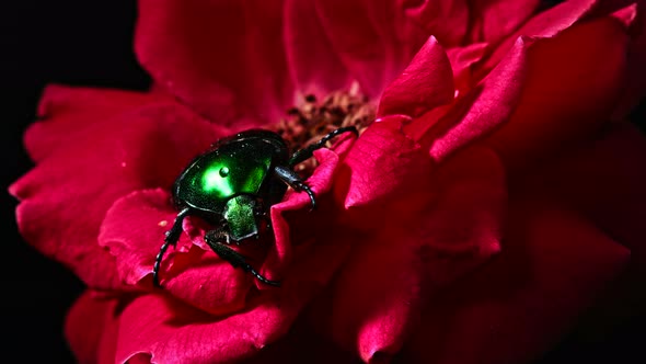 Close-up View of Green Rose Chafer - Cetonia Aurata Beetle on Red Rose. Amazing Bug Is Among Petals