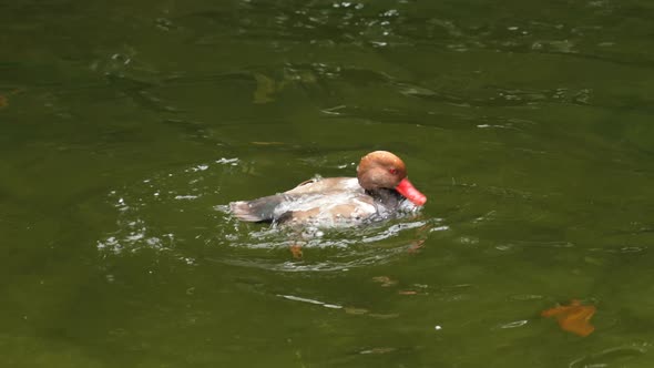 Redhead duck swims and dives, itches in pond water in slow motion. Waterfowl