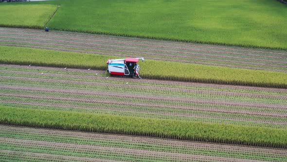 Aerial drone follow footage Cultivated rice paddy field, farmer harvesting the crops with multifunct