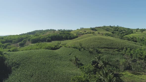 Corn Plantations in the Philippines