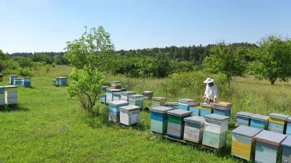 Bee garden in summer