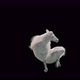 47 White Horse Dancing HD - VideoHive Item for Sale