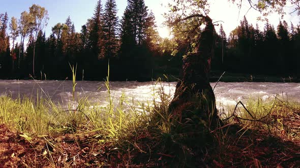 Meadow at Mountain River Bank. Landscape with Green Grass, Pine Trees and Sun Rays. Movement on