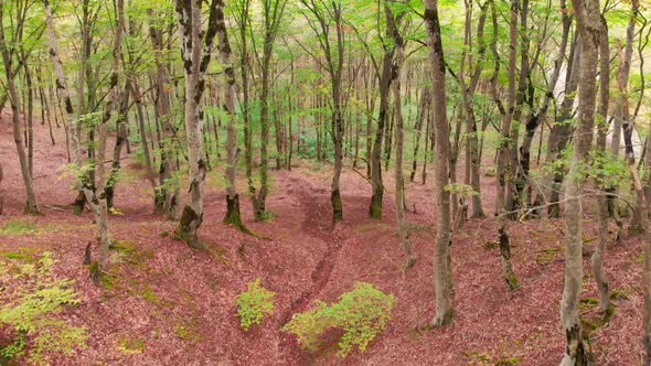 Rising View Of Tranquil Spring Forest Background