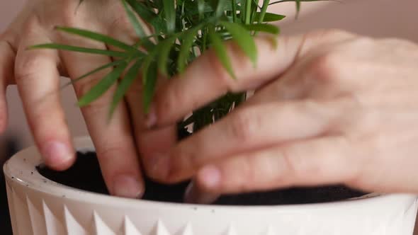 Close-up of human hands planting a floral home flower in a pot. Houseplant care.