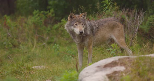 Closeup of a Large Male Grey Wolf Standing in the Forest