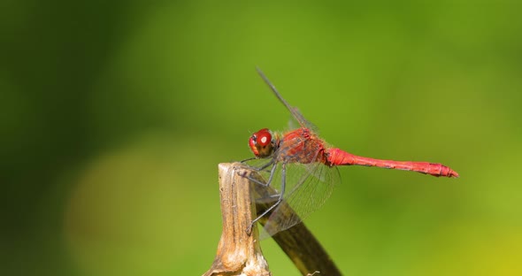 Scarlet Dragonfly Crocothemis Erythraea is a Species of Dragonfly in the Family Libellulidae