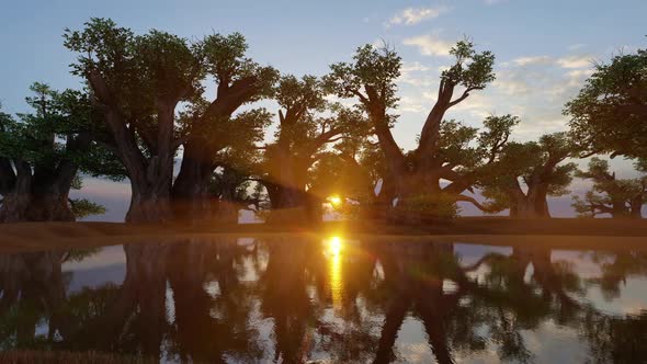 Baobab Sunset