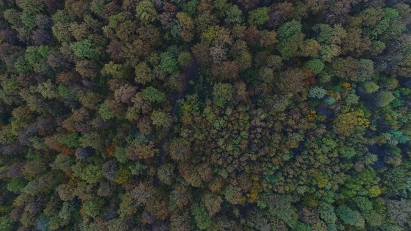 Colorful Multicolored Autumn Forest Aerial View