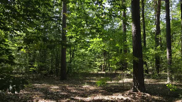 Natural Landscape in the Forest During the Day