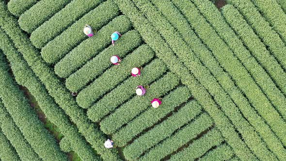 Tea plantation in mountain