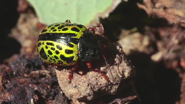 Beetle walking on a stone 