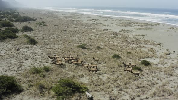 Wide epic beautiful panning drone shot of elk in a herd, near the ocean