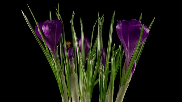 Beautiful Timelapse of Blue Crocus Flower Blooming