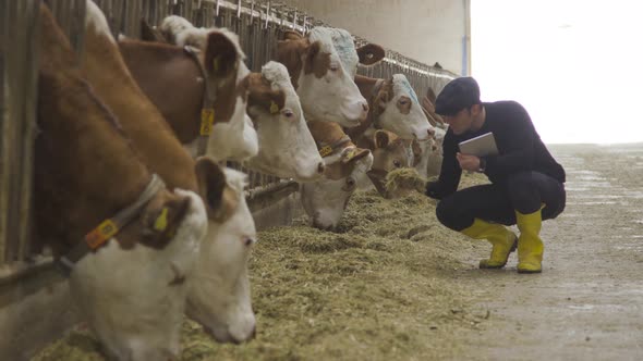 Farmer control in modern barn. Cows and farmer.