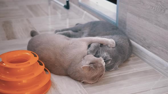 Two Beautifu Gray British House Cats Bite Each Other While Playing on Floor