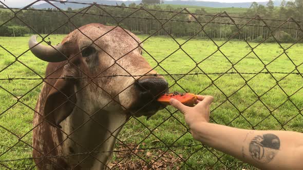 Female arm feeding papaya to cattle