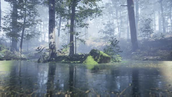 Mist on Pond in Forest with Fog