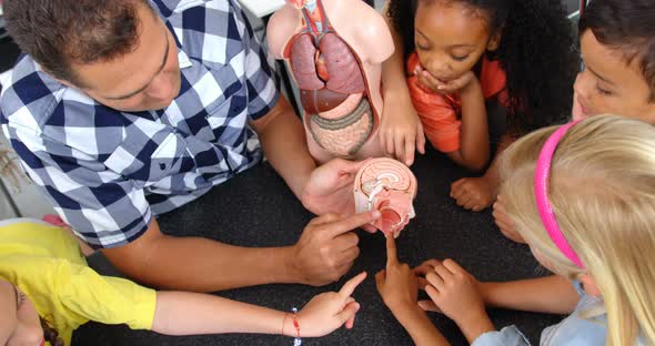 High angle view of Caucasian male teacher explaining human brain model in the classroom  4k