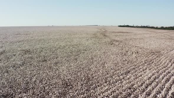 Drone shot flying low over a large white cotton field. Wide establishing shot, push in.