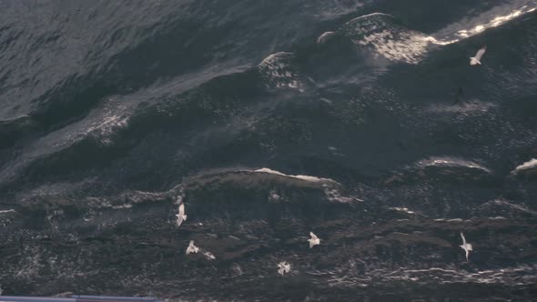 Top View of Seagulls Flying and Diving for Fish in Greece