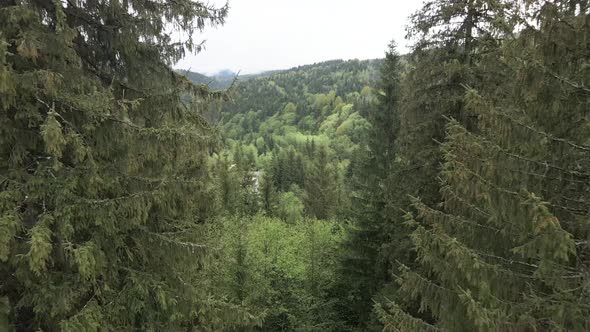Ukraine, Carpathians: Forest Landscape. Aerial View