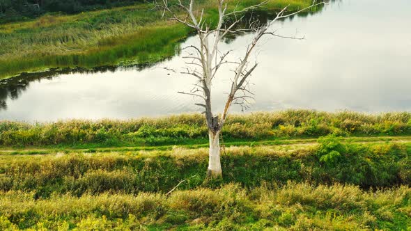 The trunk of a tall, dry old and dead tree, shot with the camera from the down to up. Aerial view fr