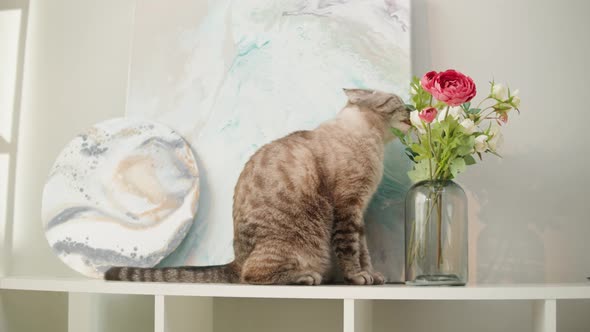 Cat Sitting on Shelf Closeup Scottish Fold Portrait