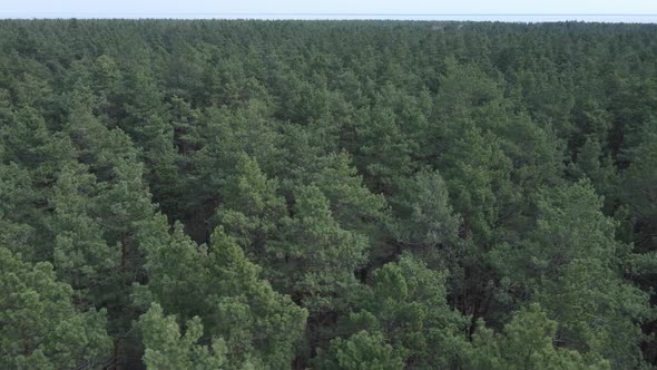 Green Pine Forest By Day Aerial View