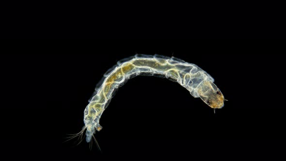 insecta Midge Larva Chironomidae under the microscope, order Diptera