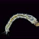 insecta Midge Larva Chironomidae under the microscope, order Diptera - VideoHive Item for Sale