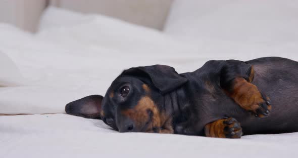 Owner Pets Black Dachshund Lying on Bed Against Pillows