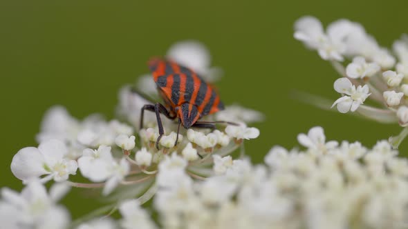 Close up shot of fire bug resting on white flowers in nature during spring season